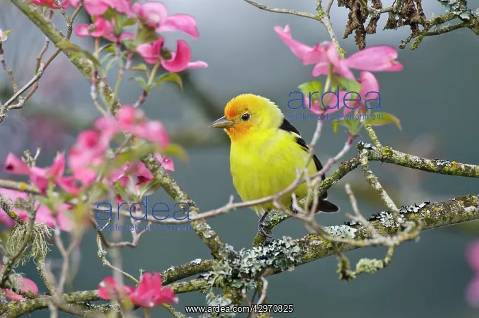 : Western Tanager - male in pink dogwood tree - Spring : Western Tanager - male in pink dogwood tree - Spring