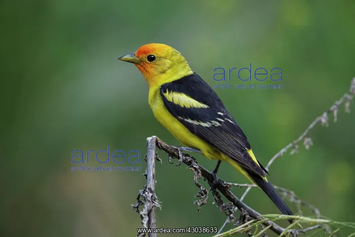 : Western Tanager male Piranga ludoviciana Adult male in : Western Tanager male Piranga ludoviciana Adult male in