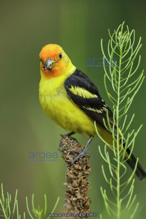 : Western Tanager male Piranga ludoviciana Adult male in : Western Tanager male Piranga ludoviciana Adult male in