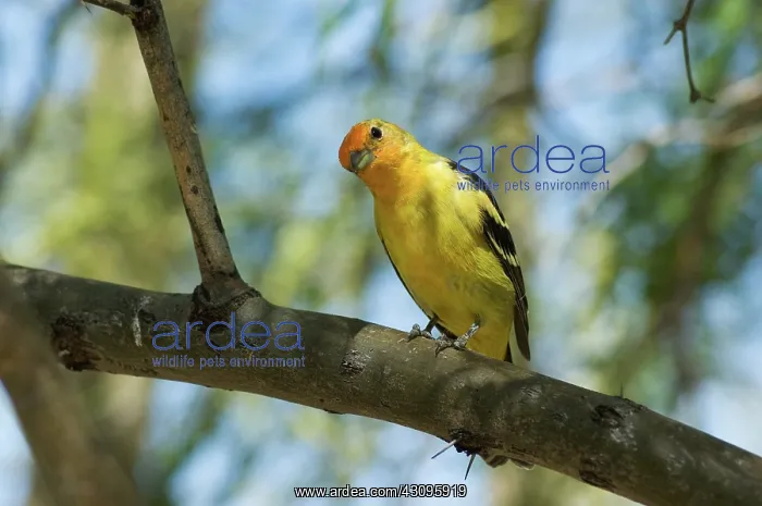 : Western Tanager (Piranga ludoviciana) : Western Tanager (Piranga ludoviciana)