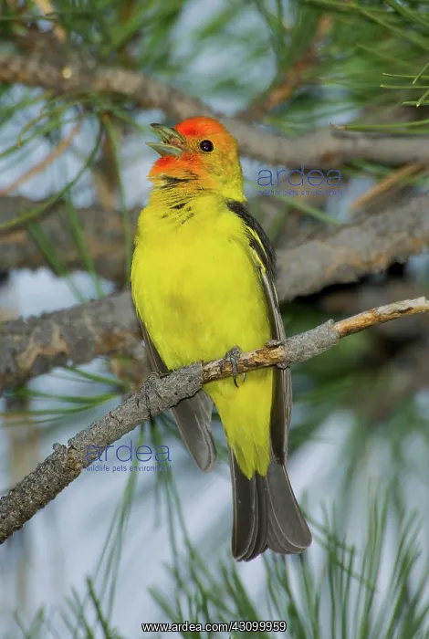 : Western Tanager singing : Western Tanager singing