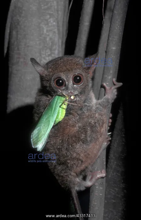 : Western Tarsier (Cephalopachus bancanus) eating : Western Tarsier (Cephalopachus bancanus) eating
