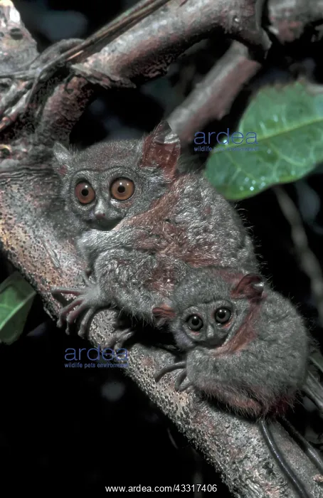 : Western Tarsier (Cephalopachus bancanus) Female : Western Tarsier (Cephalopachus bancanus) Female
