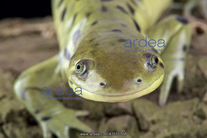 : Western tiger salamander (Ambystoma mavortium) : Western tiger salamander (Ambystoma mavortium)