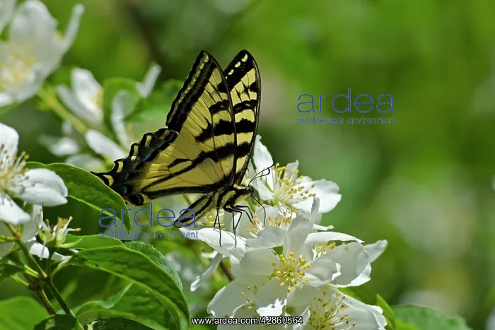 : Western Tiger Swallowtail : Western Tiger Swallowtail