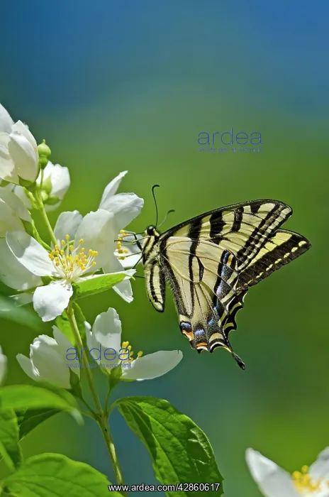 : Western Tiger Swallowtail : Western Tiger Swallowtail