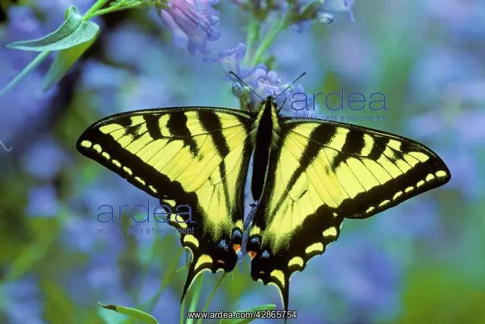 : Western Tiger Swallowtail Butterfly : Western Tiger Swallowtail Butterfly