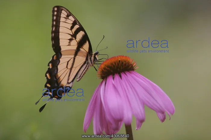 : Western Tiger Swallowtail Butterfly : Western Tiger Swallowtail Butterfly