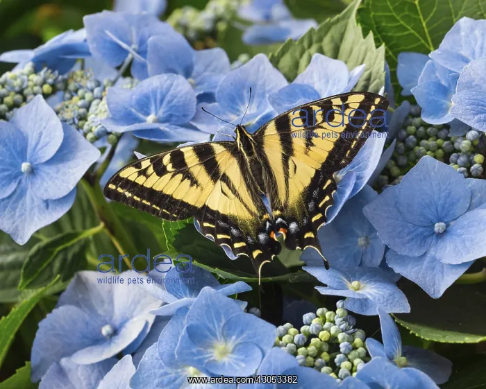 : Western Tiger Swallowtail Butterfly (Papilio rutulus) : Western Tiger Swallowtail Butterfly (Papilio rutulus)