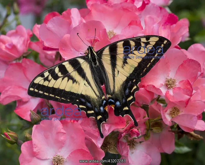 : Western Tiger Swallowtail Butterfly (Papilio rutulus) : Western Tiger Swallowtail Butterfly (Papilio rutulus)
