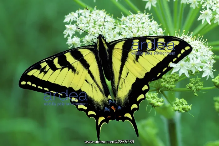 : Western Tiger Swallowtail Butterfly on Queen AnneIs : Western Tiger Swallowtail Butterfly on Queen AnneIs