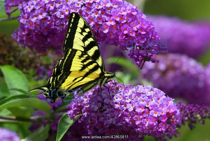 : Western Tiger Swallowtail Butterfly - Summer, nectaring : Western Tiger Swallowtail Butterfly - Summer, nectaring
