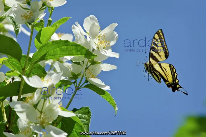 : Western Tiger Swallowtail - in flight : Western Tiger Swallowtail - in flight
