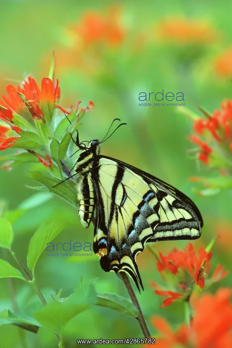 : Western Tiger Swallowtail - on Indian Paintbrush : Western Tiger Swallowtail - on Indian Paintbrush