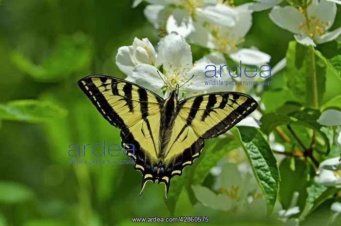 : Western Tiger Swallowtail - nectaring on mock-orange : Western Tiger Swallowtail - nectaring on mock-orange