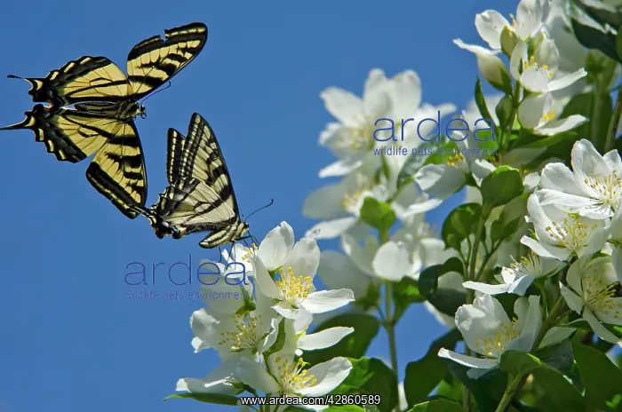 : Western Tiger Swallowtail -nectaring on Mock-orange : Western Tiger Swallowtail -nectaring on Mock-orange