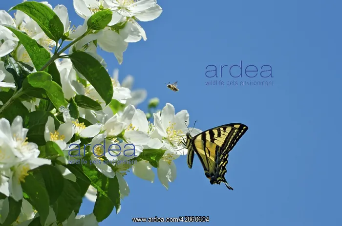  : Western Tiger Swallowtail - nectaring on Mock-orange