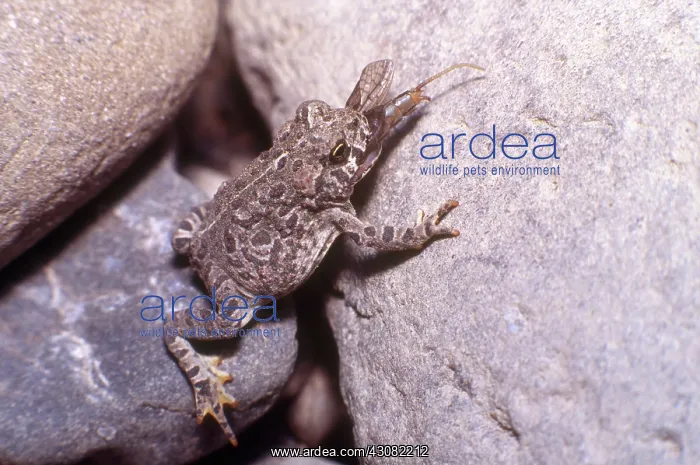 : Western Toad : Western Toad