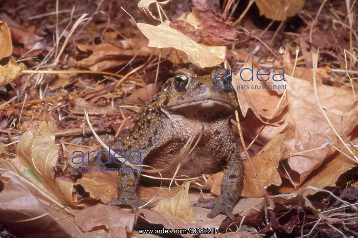 : Western Toad : Western Toad