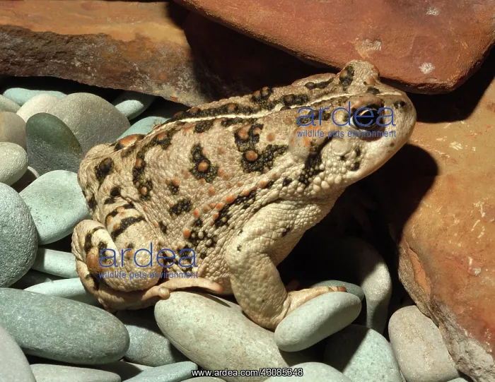 : Western Toad : Western Toad