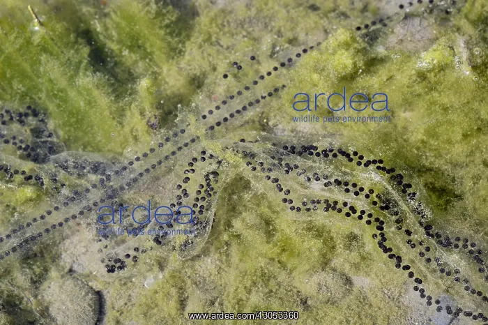 : Western Toad egg strings (Anaxyrus boreas, formerly : Western Toad egg strings (Anaxyrus boreas, formerly