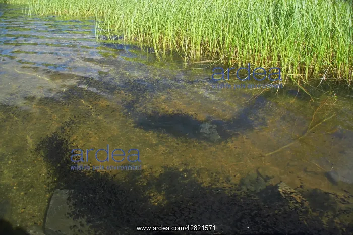 : Western Toad - mass of Tadpoles : Western Toad - mass of Tadpoles