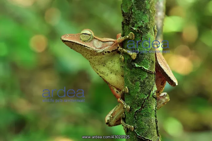 : Western Tree Frog : Western Tree Frog