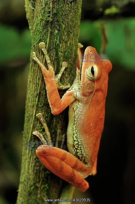  : Western Tree Frog