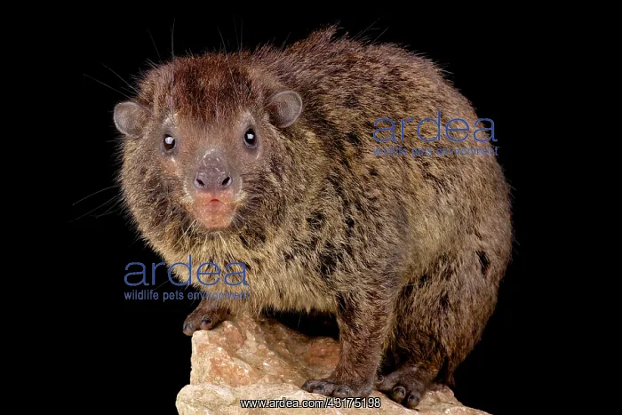 : Western tree hyrax (Dendrohyrax dorsalis) on black : Western tree hyrax (Dendrohyrax dorsalis) on black