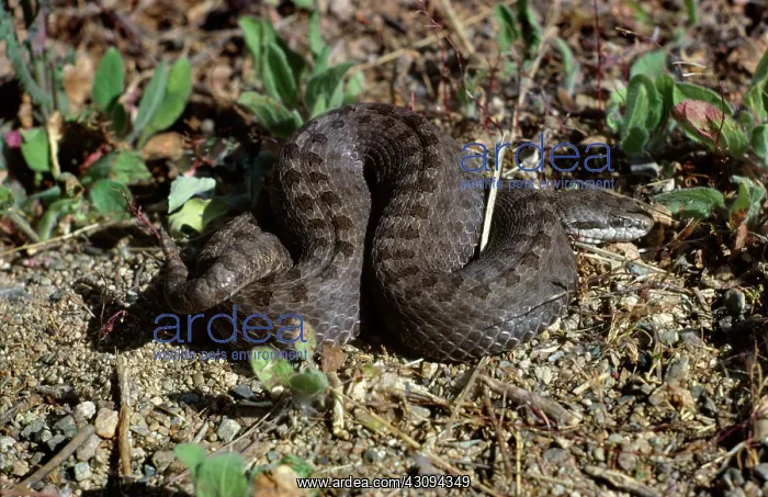 : Western Twin-spotted Rattlesnake : Western Twin-spotted Rattlesnake