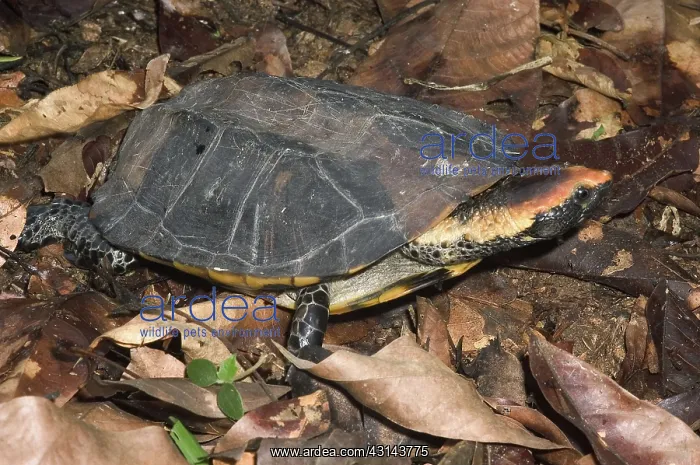 : Western Twist-Necked Turtle : Western Twist-Necked Turtle
