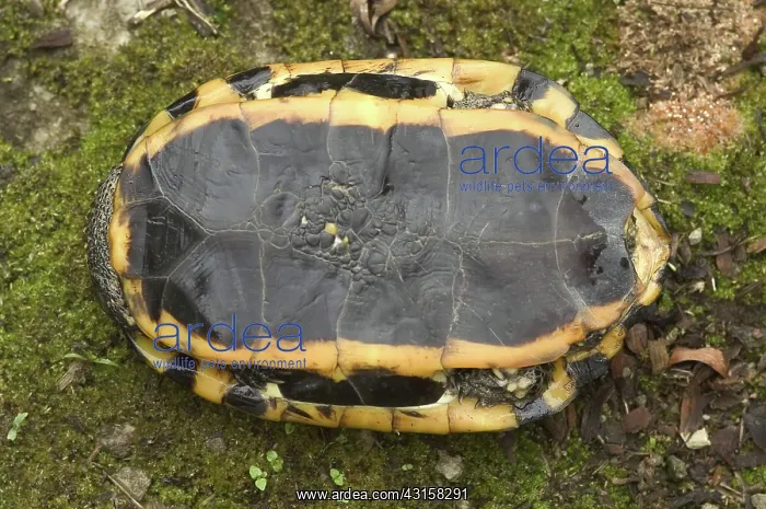 : Western Twist-Necked Turtle : Western Twist-Necked Turtle