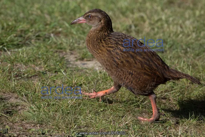 : Western Weka : Western Weka