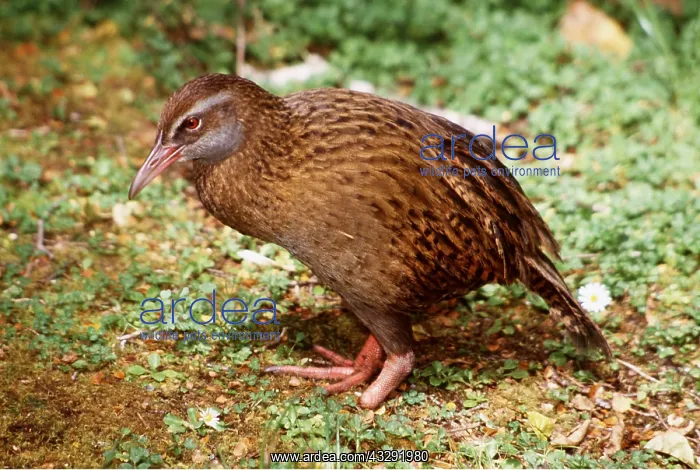 : WESTERN WEKA - foot lost in Opossum trap : WESTERN WEKA - foot lost in Opossum trap