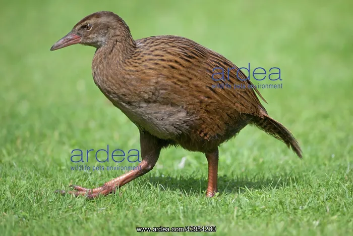 : Western Weka / Woodhen : Western Weka / Woodhen