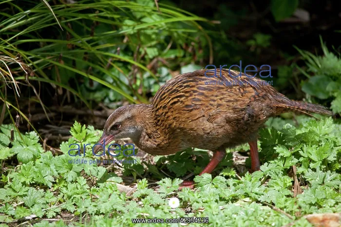 : Western Weka / Woodhen - fossicking : Western Weka / Woodhen - fossicking