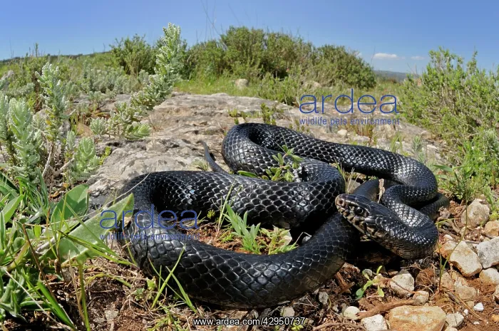 : Western Whip Snake - in habitat : Western Whip Snake - in habitat