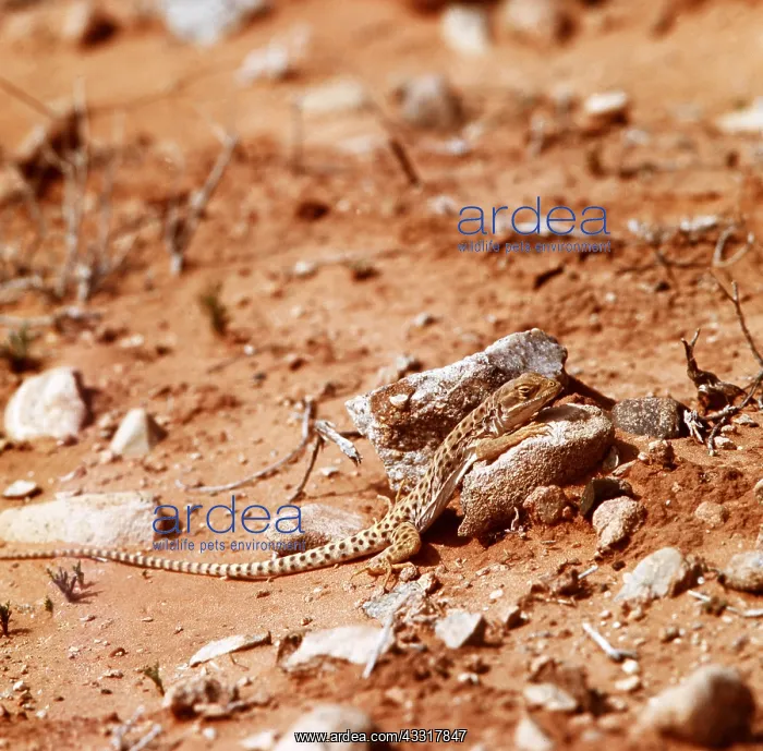 : Western Whiptail Lizard : Western Whiptail Lizard