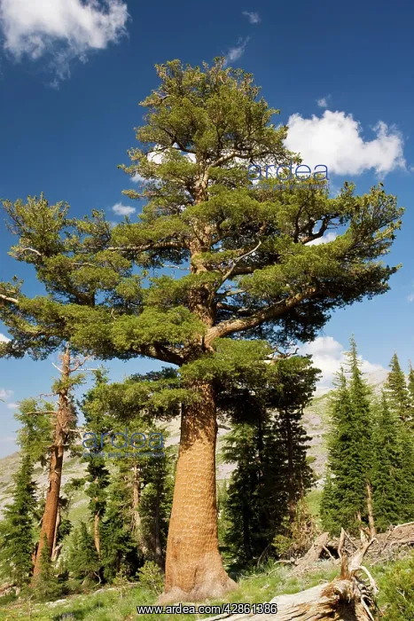 : Western White Pine : Western White Pine