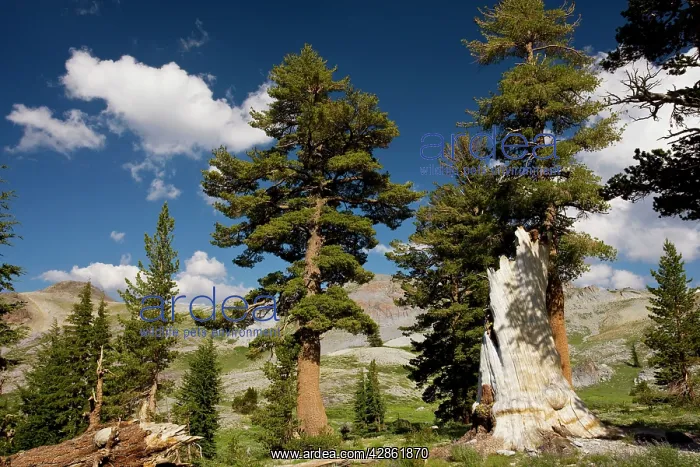  : Western White Pine