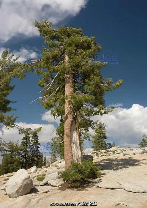 : Western White Pine - old tree growing in crevices in granite : Western White Pine - old tree growing in crevices in granite