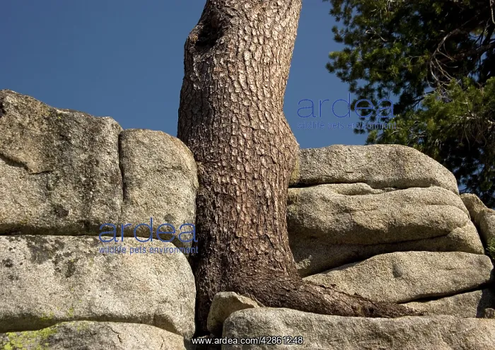 : Western White Pine - old tree growing in crevices in granite : Western White Pine - old tree growing in crevices in granite
