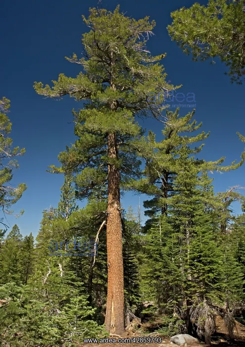 : Western white pine tree - at c. 9500 ft : Western white pine tree - at c. 9500 ft