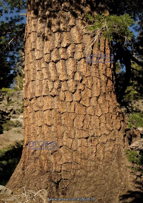 : Western White Pine Tree - close-up at c. 9500 ft : Western White Pine Tree - close-up at c. 9500 ft