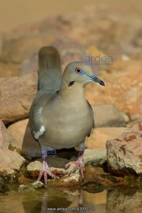 : Western White-winged Dove : Western White-winged Dove