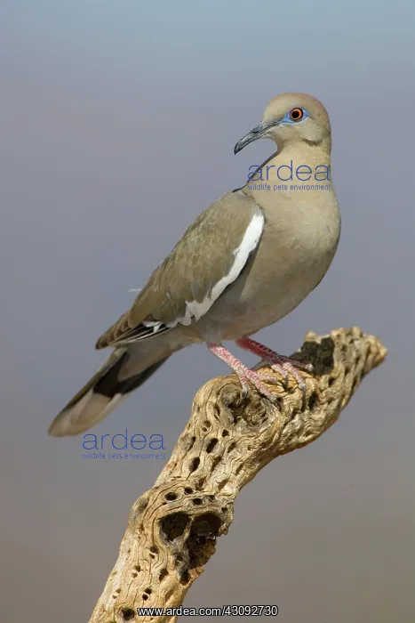 : Western White-winged Dove : Western White-winged Dove