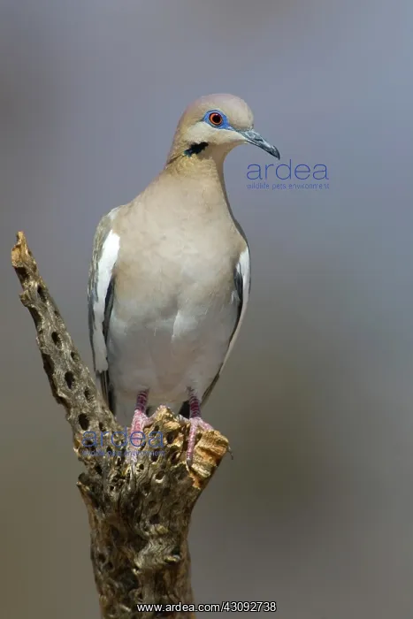 : Western White-winged Dove : Western White-winged Dove