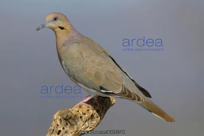 : Western White-winged Dove : Western White-winged Dove