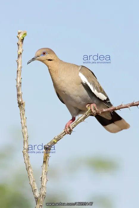 : Western White-winged Dove : Western White-winged Dove