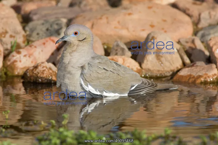 : Western White-winged Dove : Western White-winged Dove